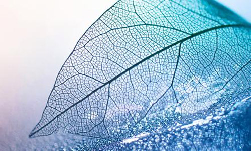 Sinertävä puun lehti